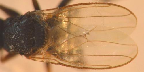 Réf. 293 390 : Ischiolepta sp.